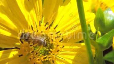罗经植物黄花蜂